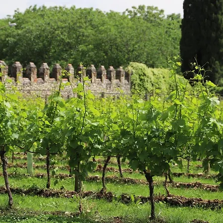 Volpe Pasini - Wine And Togliano